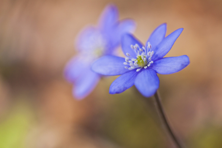 Bild-Nr: 10610948 two in blue Erstellt von: Daniela Beyer