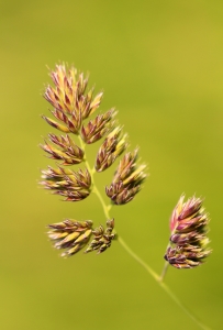 Bild-Nr: 10611982 Grasblüten Erstellt von: falconer59