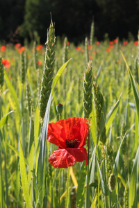 Bild-Nr: 10612570 Mohn im Getreidefeld Erstellt von: SusaZoom