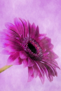 Bild-Nr: 10613038 Gerbera Erstellt von: Christine Bässler