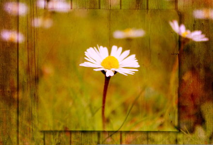 Bild-Nr: 10613570 Gänseblümchen Erstellt von: Heike Hultsch