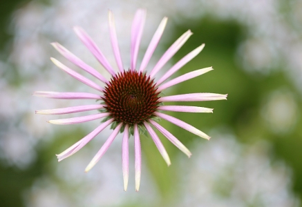 Bild-Nr: 10615472 Sonnenhut Echinacea Erstellt von: Renate Knapp