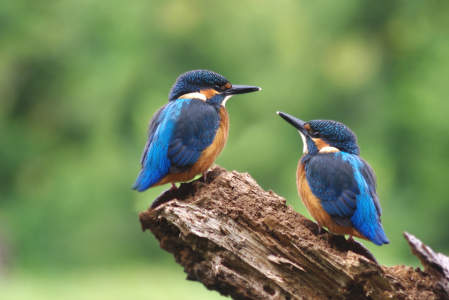 Bild-Nr: 10618534 ***DIE BLAUEN EDELSTEINE*** Erstellt von: WildlifePhotography