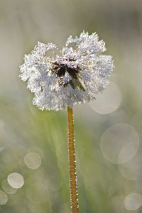 Bild-Nr: 10619044 Taublüte Erstellt von: Stephanie Stephanie Dannecker