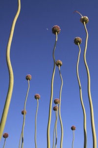 Bild-Nr: 10619514 Knoblauchblüte 2 Erstellt von: Taurus