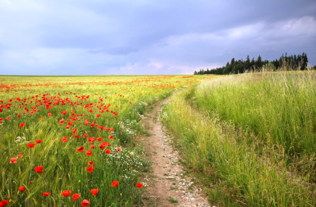 Bild-Nr: 10619774 Mohnblumen am Weg Erstellt von: SusaZoom