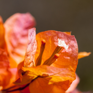 Bild-Nr: 10620462 rosa Bougainvillea Erstellt von: ralf kaiser