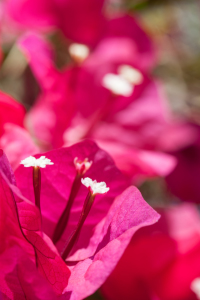 Bild-Nr: 10620464 rote Bougainvillea Erstellt von: ralf kaiser