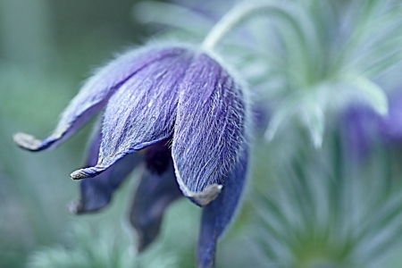 Bild-Nr: 10620534 Pulsatilla Erstellt von: youhaveadream