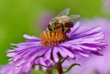 Bild-Nr: 10621284 Im Garten Erstellt von: Atteloi