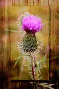 Bild-Nr: 10621488 Distel Hochformat Erstellt von: Heike  Hultsch