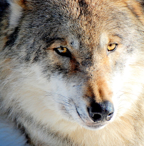 Bild-Nr: 10621678 Wolfsgesicht Erstellt von: GUGIGEI