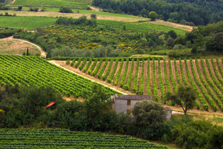 Bild-Nr: 10622200 Weinberge in Südfrankreich  Erstellt von: Anja Schäfer