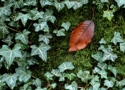 Bild-Nr: 10625262 Herbstblatt Erstellt von: A-Grotehans