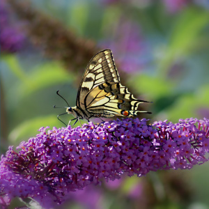 Bild-Nr: 10625824 Wings Erstellt von: youhaveadream