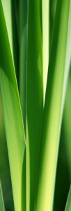 Bild-Nr: 10626146 S c h i l f Erstellt von: birdy