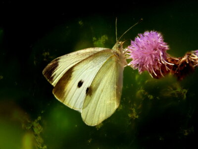 Bild-Nr: 10626218 Weißer Schmetterling Erstellt von: Heike Hultsch