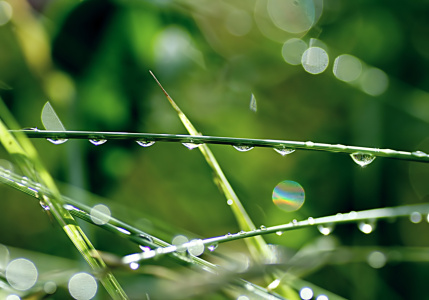 Bild-Nr: 10626950 Morgentau Erstellt von: youhaveadream