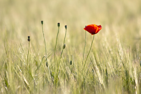 Bild-Nr: 10627158 Mohn-alisa Erstellt von: Stephanie Stephanie Dannecker