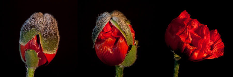 Bild-Nr: 10627948 Mohn-Phasen Erstellt von: punxyphil