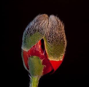 Bild-Nr: 10627972 Mohn - Der Anfang - Erstellt von: punxyphil