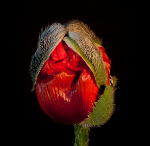 Bild-Nr: 10627978 Mohn - Die Mitte - Erstellt von: punxyphil