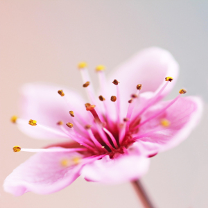 Bild-Nr: 10629576 Kirschblüte Erstellt von: SusaZoom