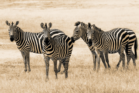 Bild-Nr: 10629896 Zebrastreifen Erstellt von: Safarifotografie