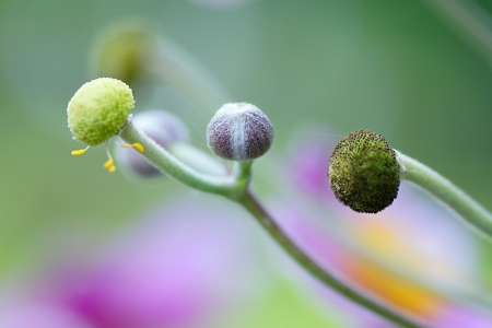 Bild-Nr: 10631130 Knospen Erstellt von: youhaveadream