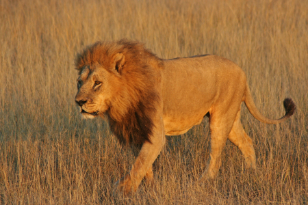 Bild-Nr: 10631512 Löwe - Botswana Erstellt von: Manuel Schulz