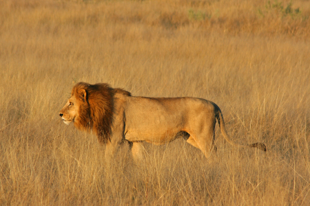 Bild-Nr: 10631520 Löwe - Botswana II Erstellt von: Manuel Schulz