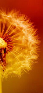 Bild-Nr: 10633022 Pusteblume Erstellt von: Heike  Hultsch