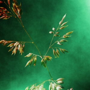Bild-Nr: 10635894 just grass 2 Erstellt von: PaulaPanther