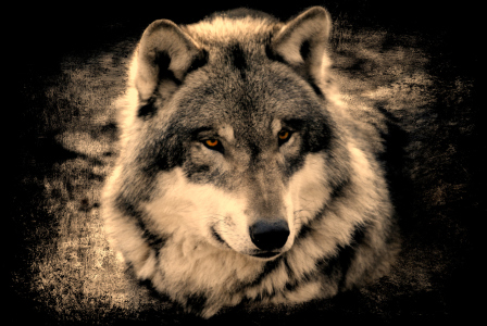 Bild-Nr: 10636176 Wolf Erstellt von: lika