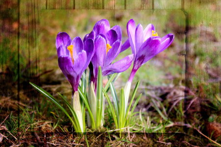 Bild-Nr: 10636394 Krokus Erstellt von: Heike  Hultsch