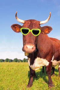 Bild-Nr: 10636684 lustige Kuh mit Brille Erstellt von: SusaZoom