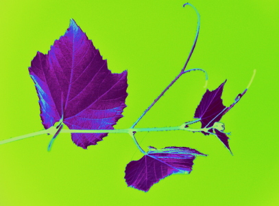 Bild-Nr: 10636842 Weinrebe  *Art* Erstellt von: GUGIGEI
