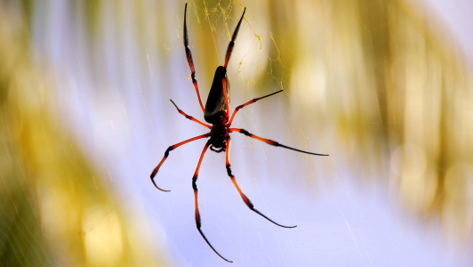 Bild-Nr: 10639316 Palmspinne Erstellt von: pescabrae