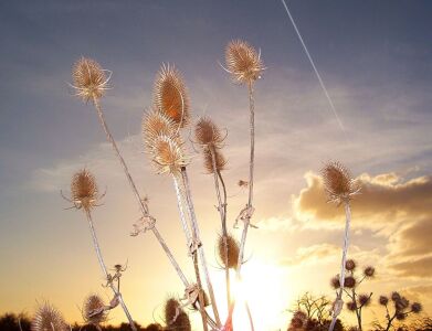 Bild-Nr: 10639754 Sunset-Distel Erstellt von: Marion227