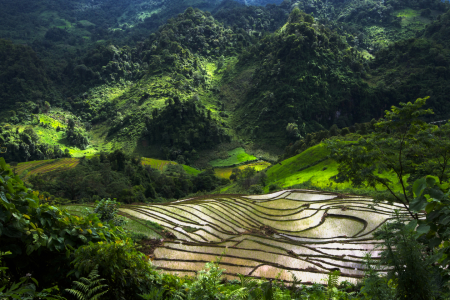 Bild-Nr: 10641048 Reisterrasse im Norden von Vietnam Erstellt von: danielgiesenphotography