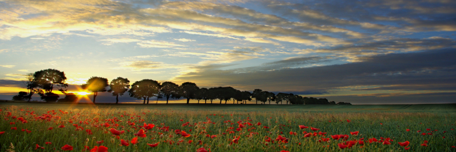 Bild-Nr: 10642576 SONNENAUFGANG AM MOHNFELD Erstellt von: WildlifePhotography