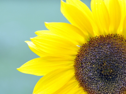 Bild-Nr: 10644228 Sunflower Erstellt von: GUGIGEI