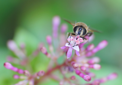 Bild-Nr: 10644758 Bienchen Erstellt von: youhaveadream