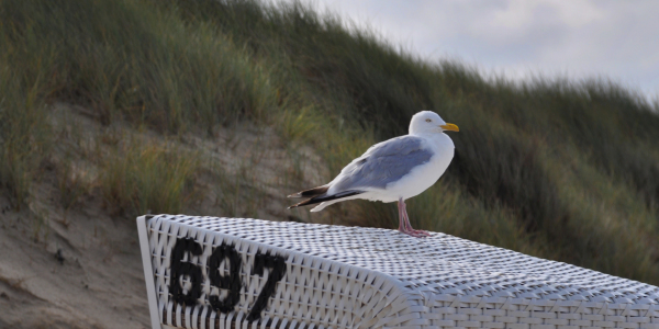 Bild-Nr: 10645646 Sommer auf Sylt Erstellt von: Holgi73