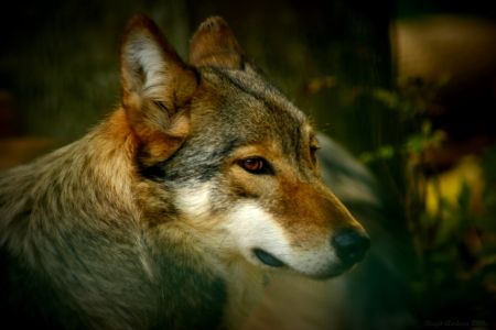 Bild-Nr: 10647288 Wolfsmomente Erstellt von: Biggili