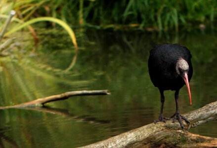 Bild-Nr: 10649910 Waldrapp  - Vogelpark Marlow -  Erstellt von: Heike Hultsch