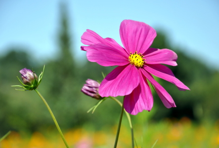 Bild-Nr: 10650250 Cosmea Erstellt von: GUGIGEI