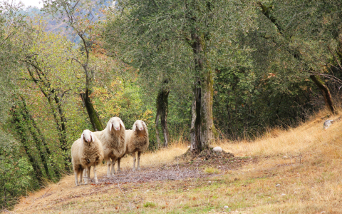 Bild-Nr: 10650686 sheep sheep sheep Erstellt von: SusaZoom