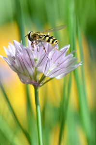 Bild-Nr: 10650714 Im Garten Erstellt von: Atteloi