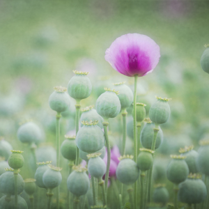 Bild-Nr: 10651514 poppy seed Erstellt von: Daniela Beyer